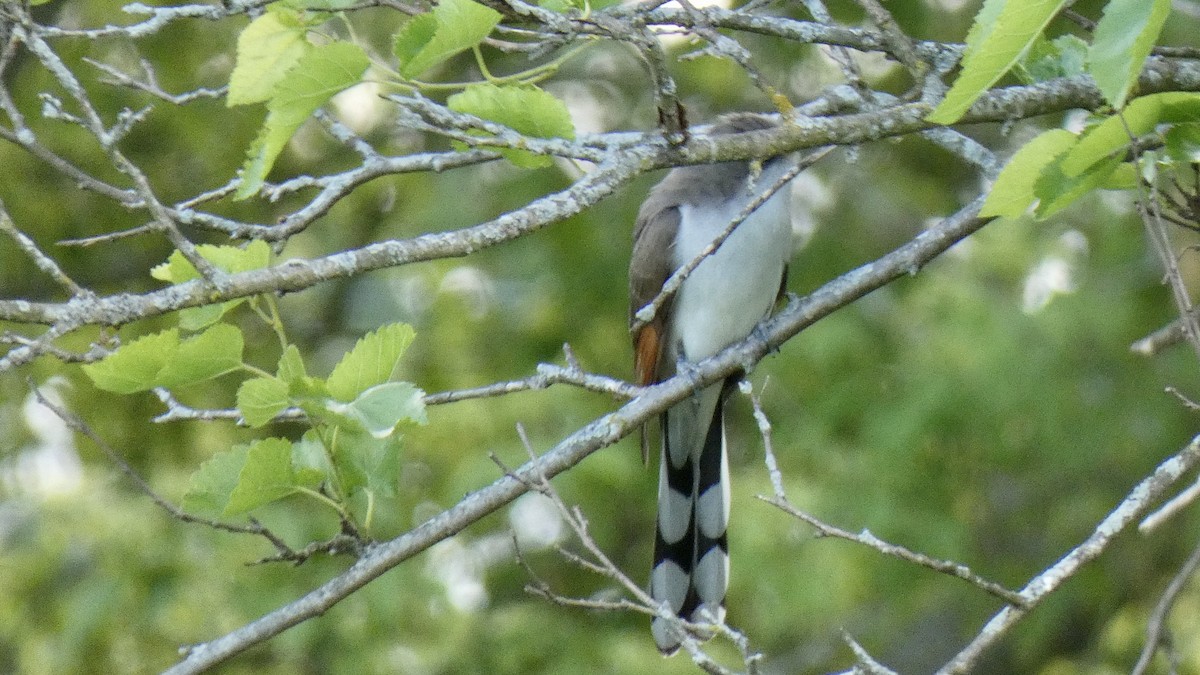 Yellow-billed Cuckoo - ML243845671