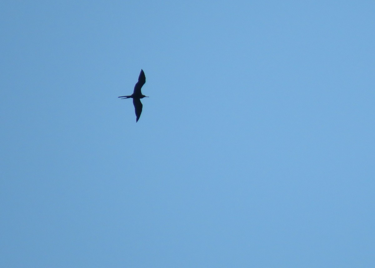 Magnificent Frigatebird - ML243845881