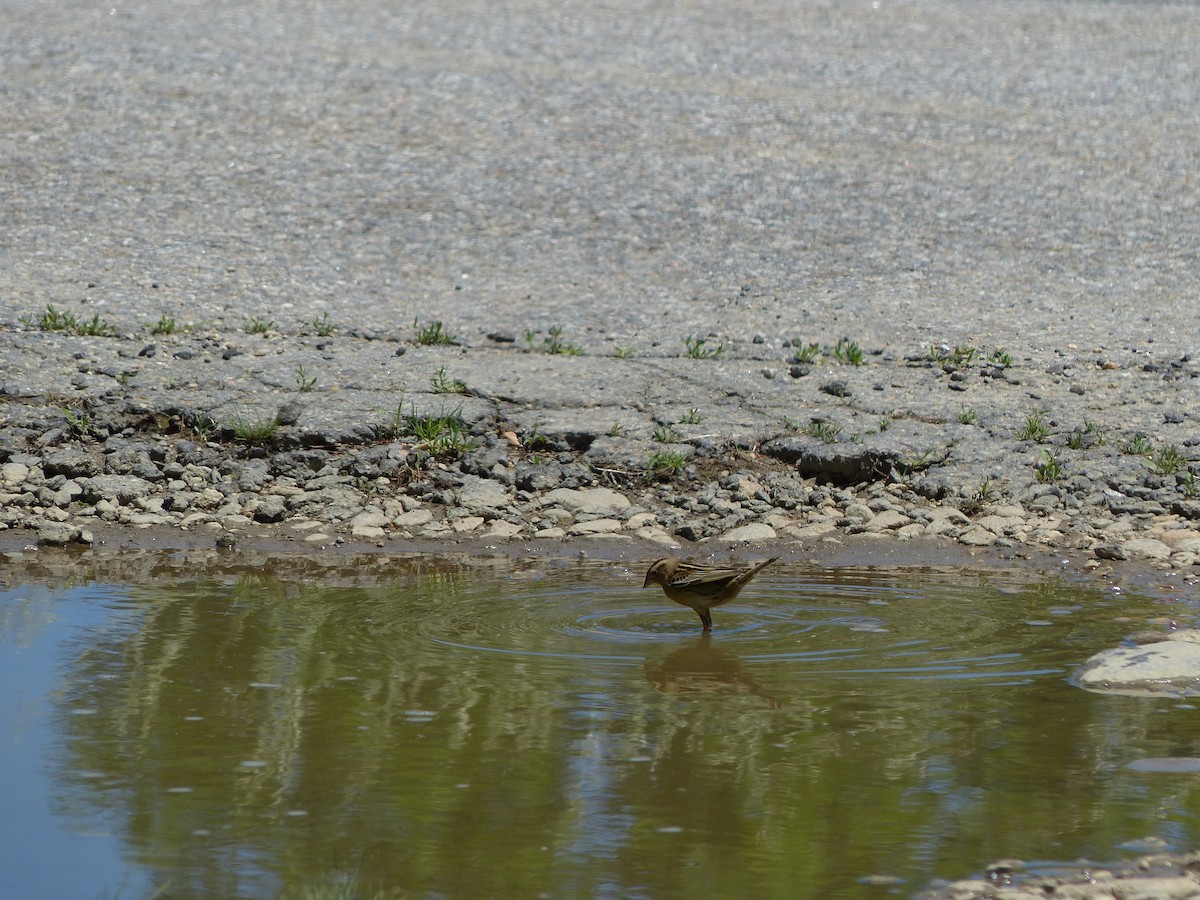 bobolink americký - ML243846141