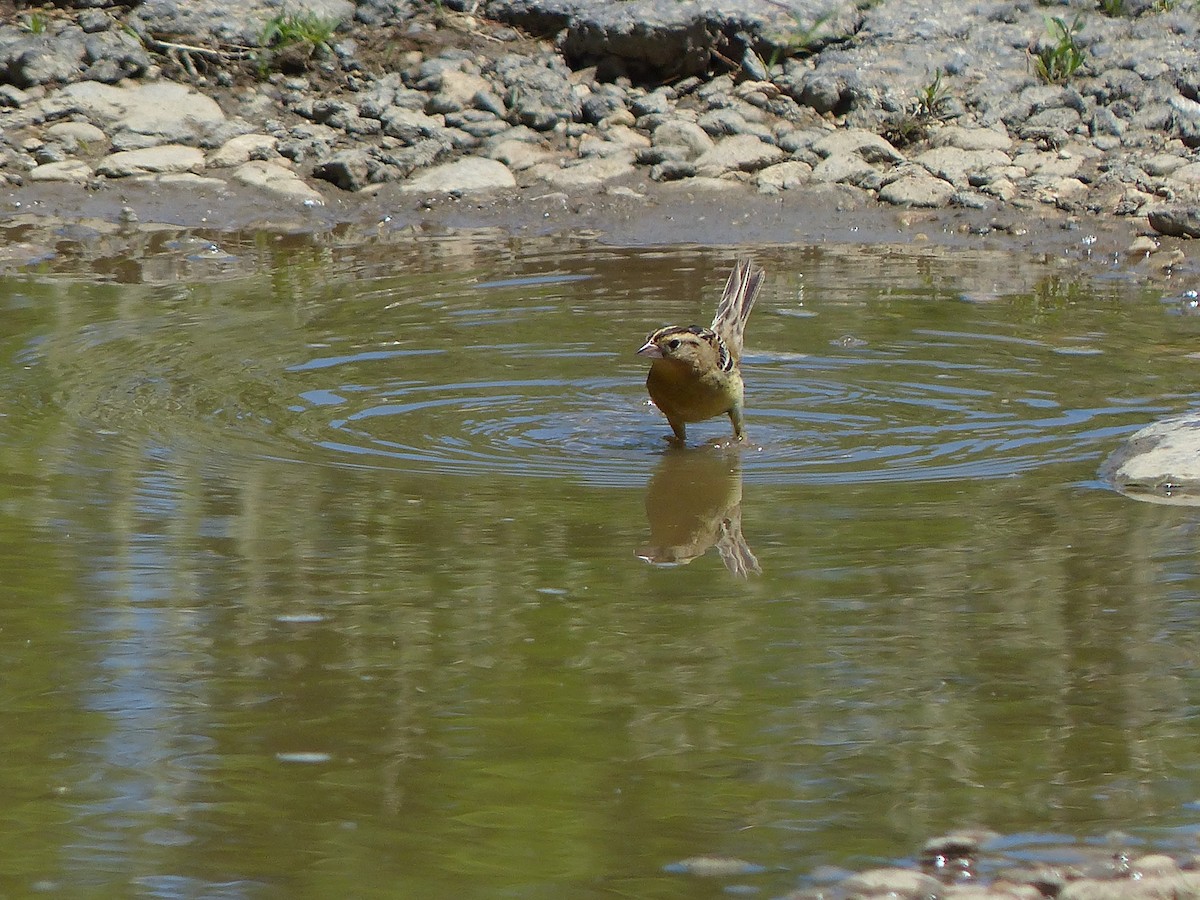 bobolink americký - ML243846151