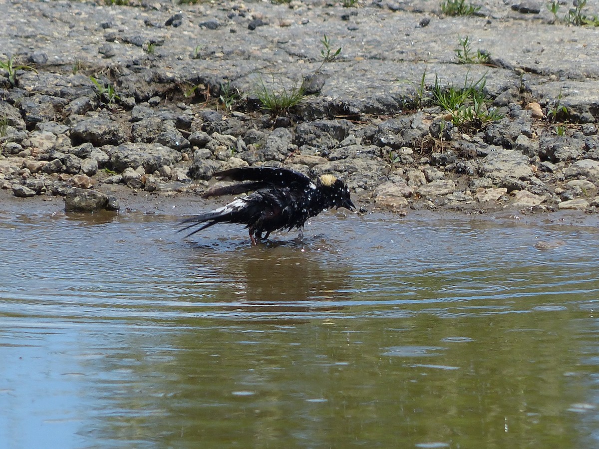 bobolink americký - ML243846161