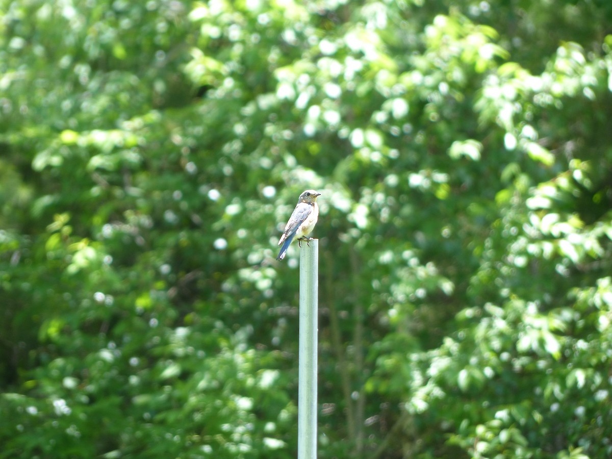 Eastern Bluebird - Jim Guion