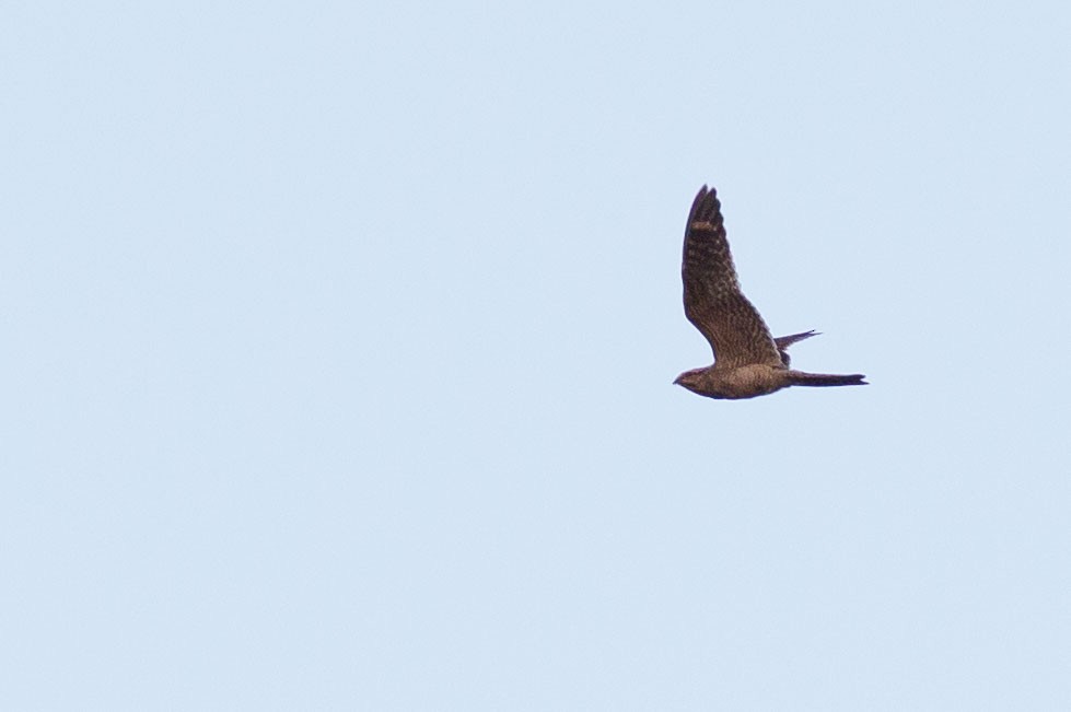 Lesser Nighthawk - ML243846391