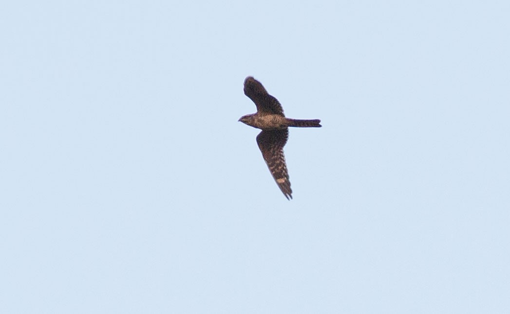 Lesser Nighthawk - ML243846401