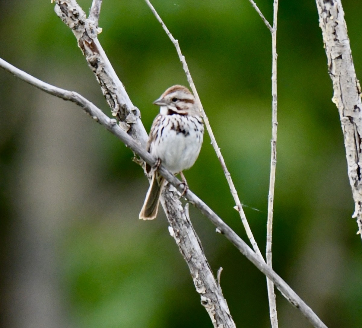 Song Sparrow - ML243846681