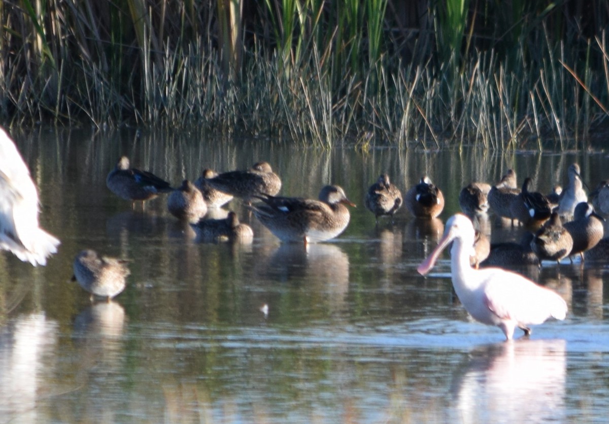 Gadwall - ML24384841