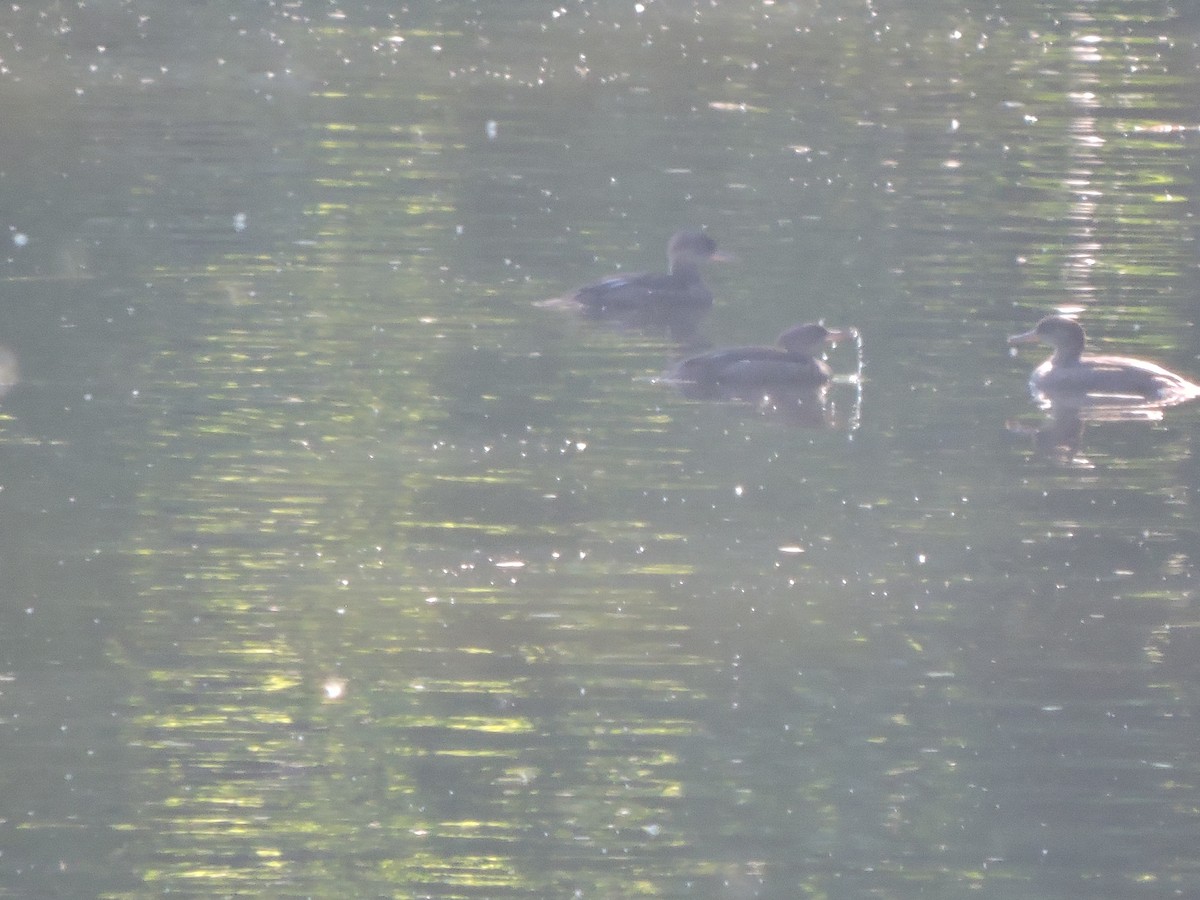 Hooded Merganser - ML243849661