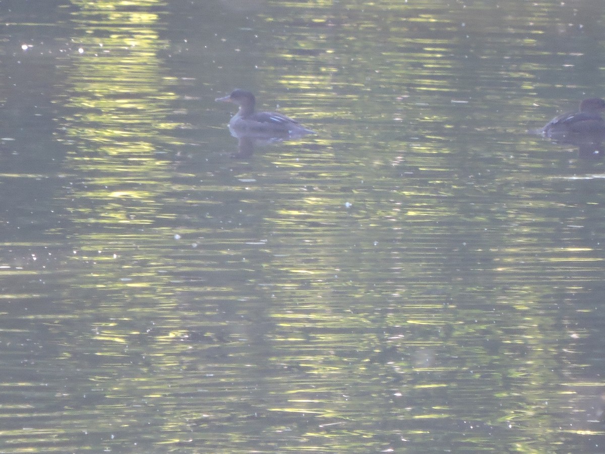 Hooded Merganser - ML243849671