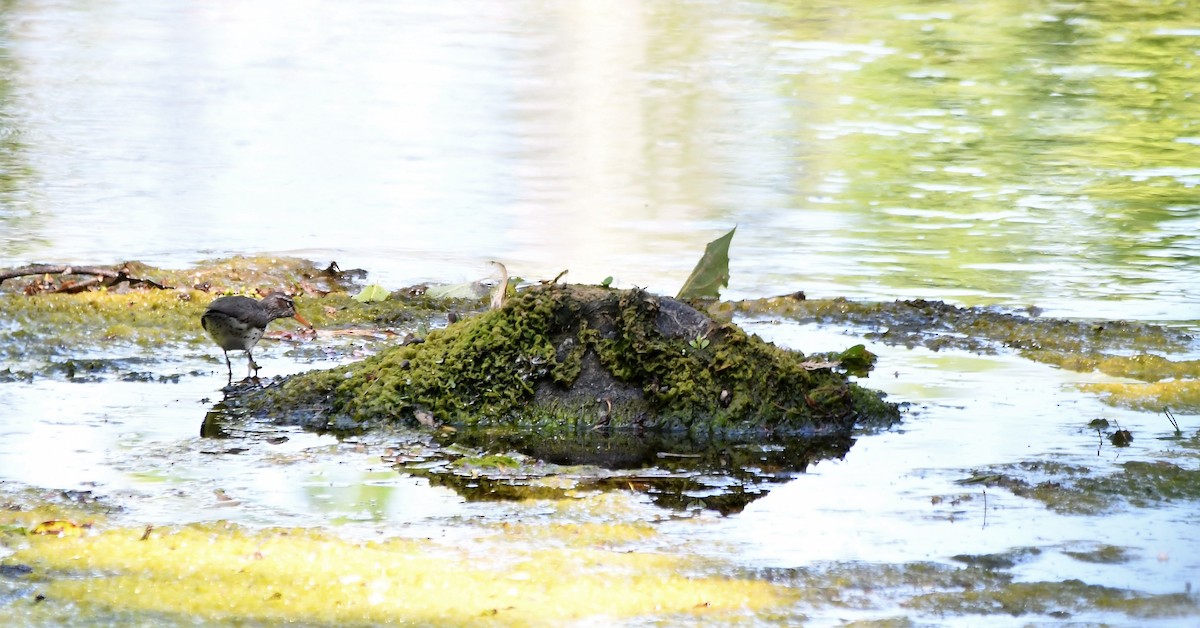 pisík americký - ML243850121