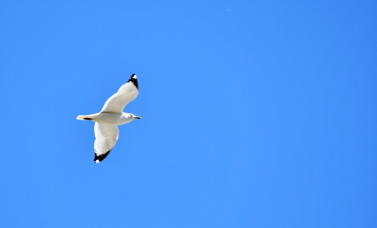 Ring-billed Gull - ML243850241