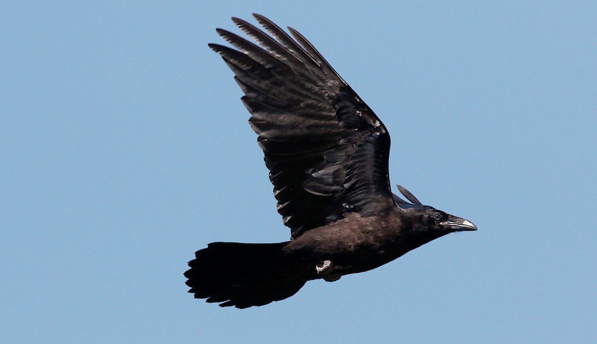 Common Raven - Gary Jarvis