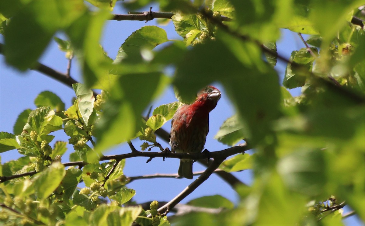 メキシコマシコ - ML243853761