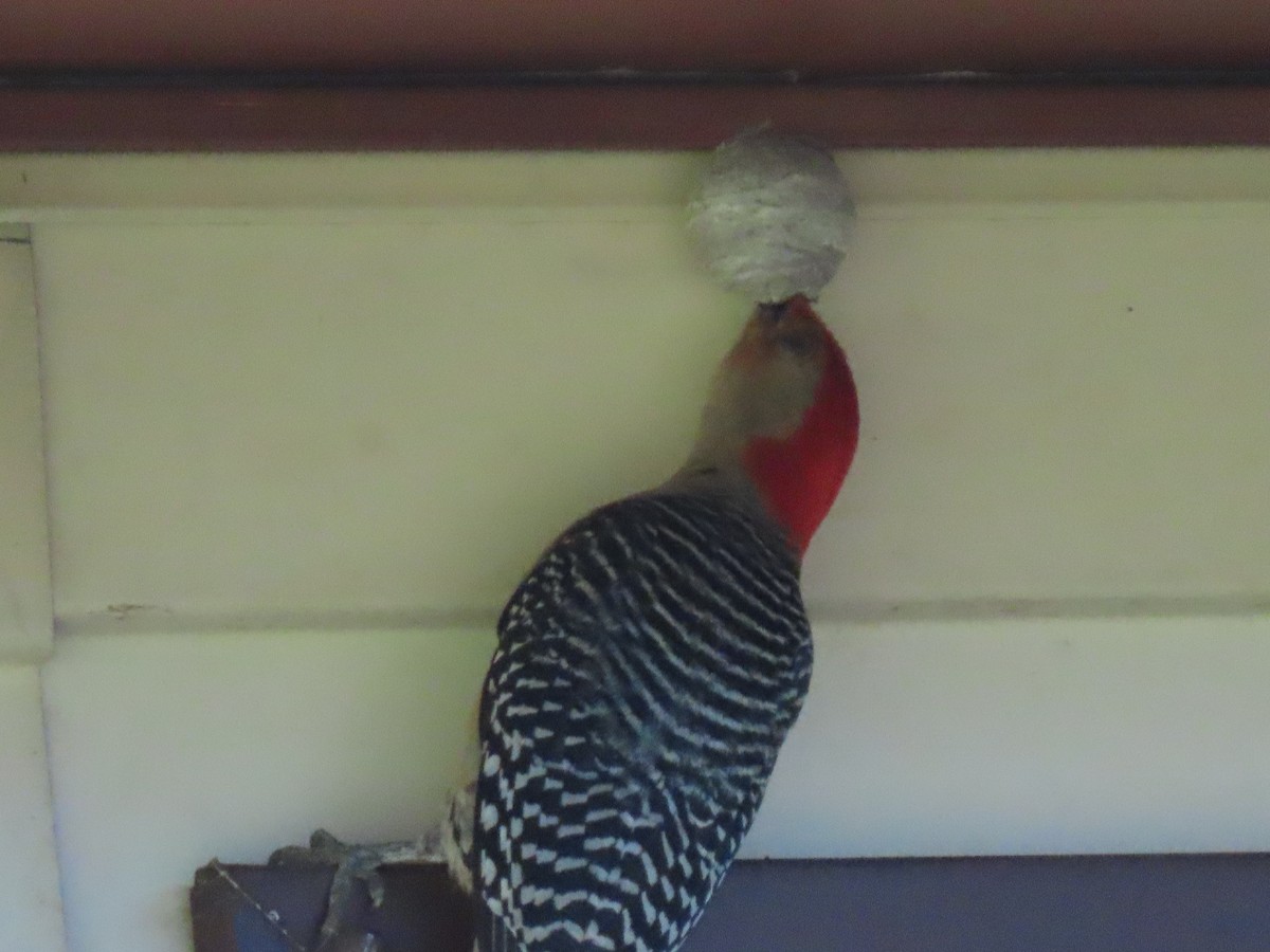 Red-bellied Woodpecker - Jannie Shapiro