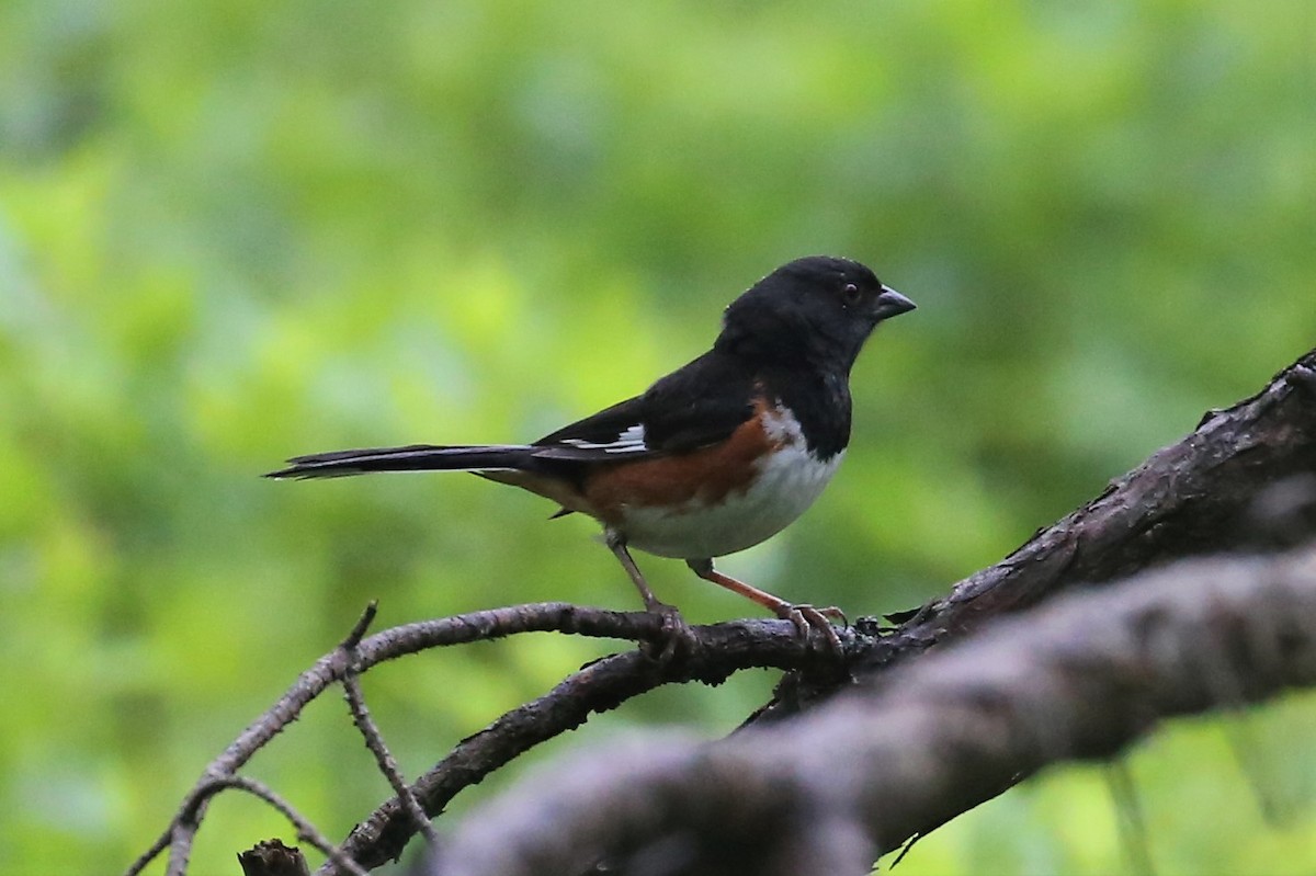 Eastern Towhee - Charles Davies