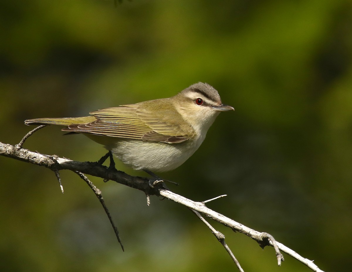 Kızıl Gözlü Vireo - ML243855991