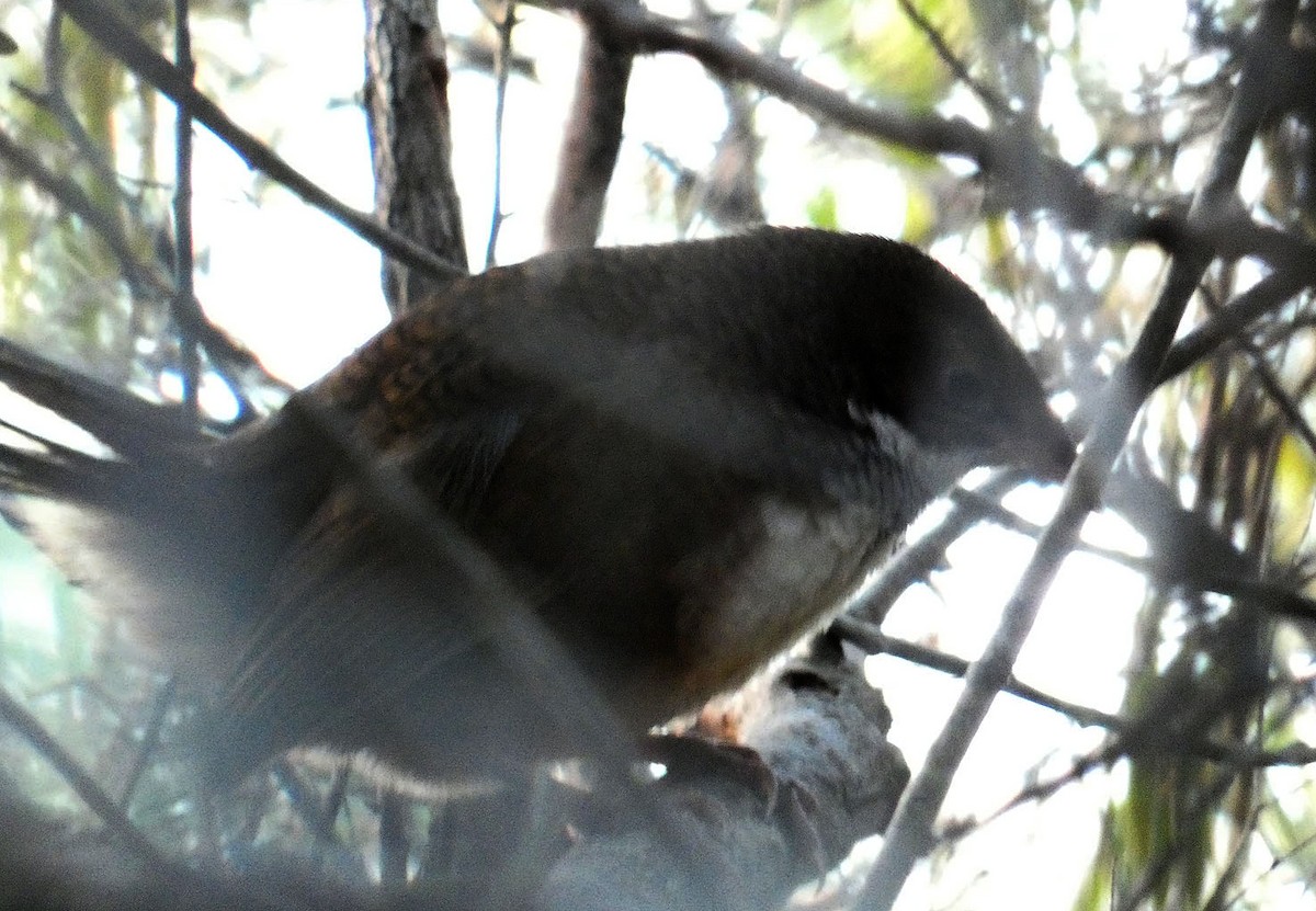 Noisy Scrub-bird - ML243856761