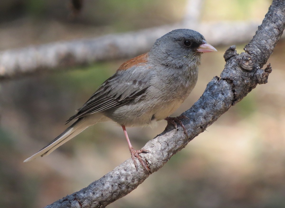 Junco ardoisé - ML243857421