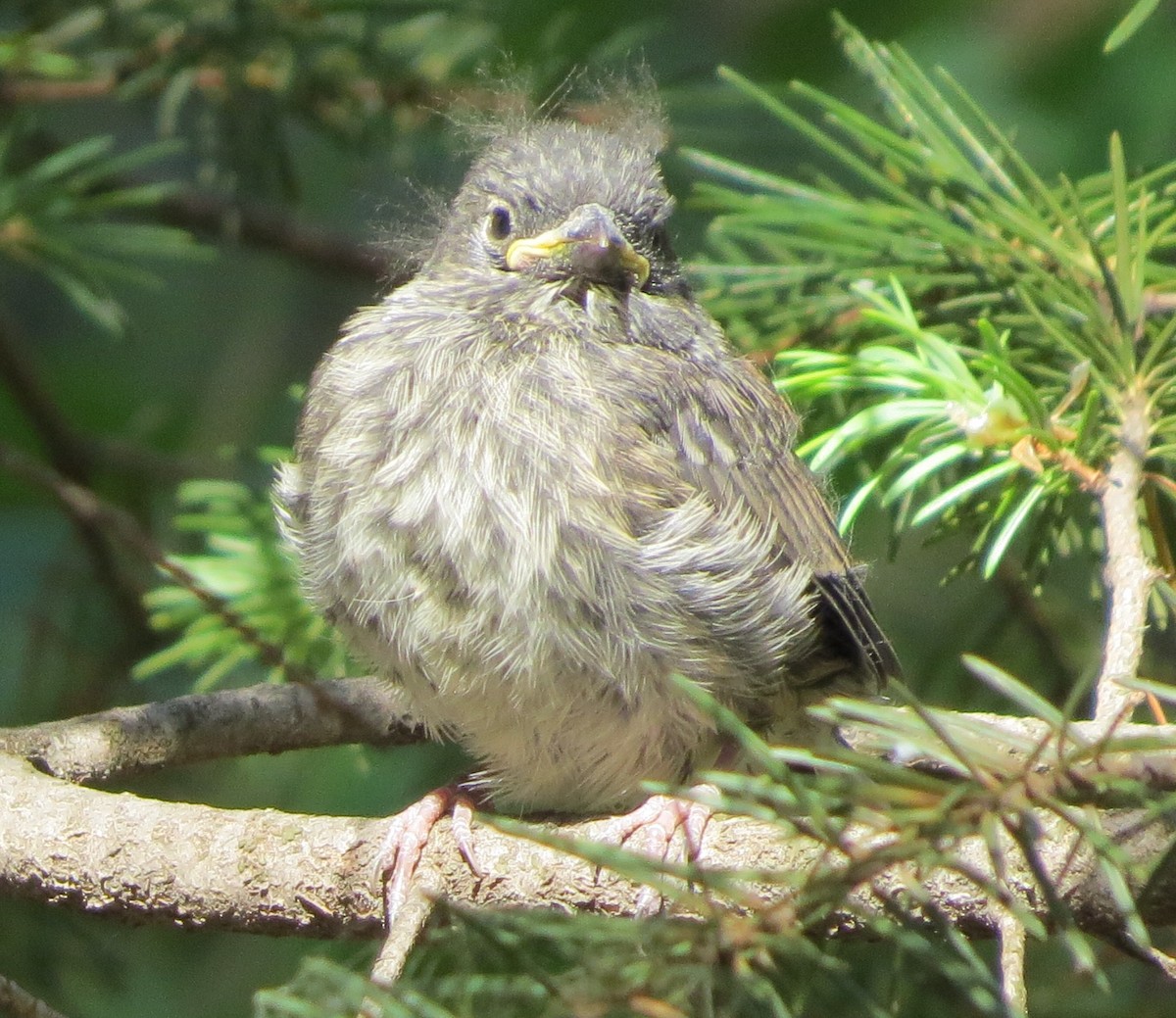 Junco ardoisé - ML243857431