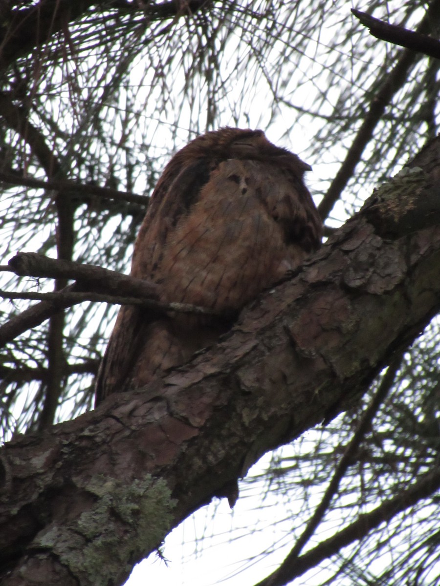 Common Potoo - ML243857741