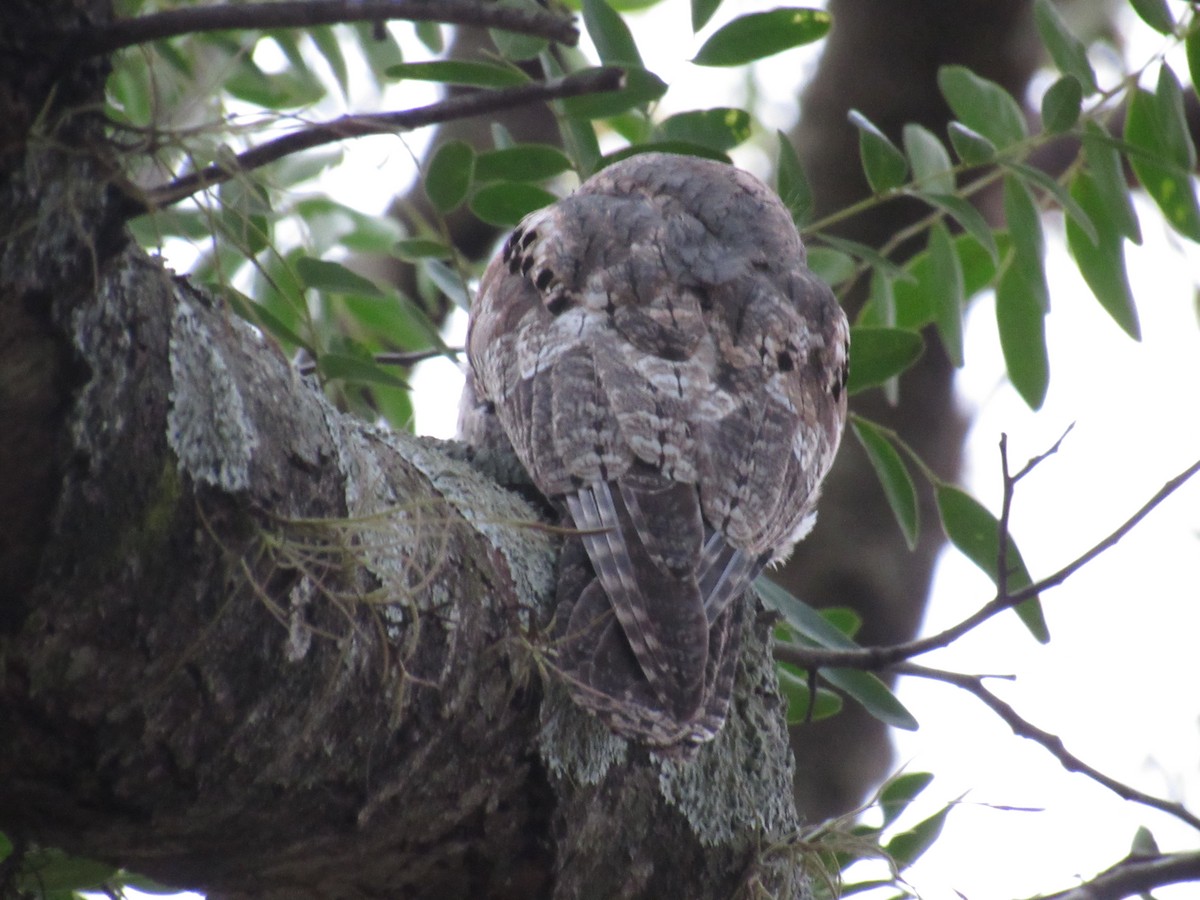 Common Potoo - ML243857771