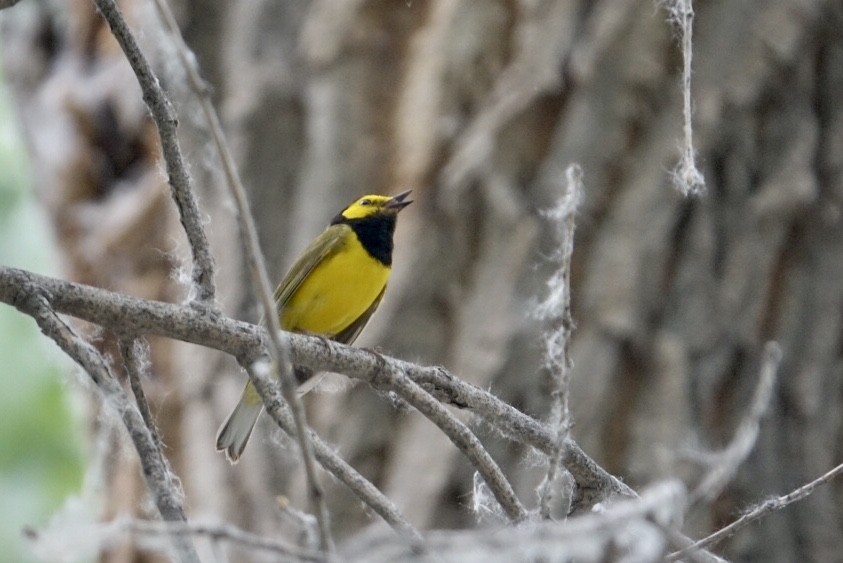 Hooded Warbler - ML243859511