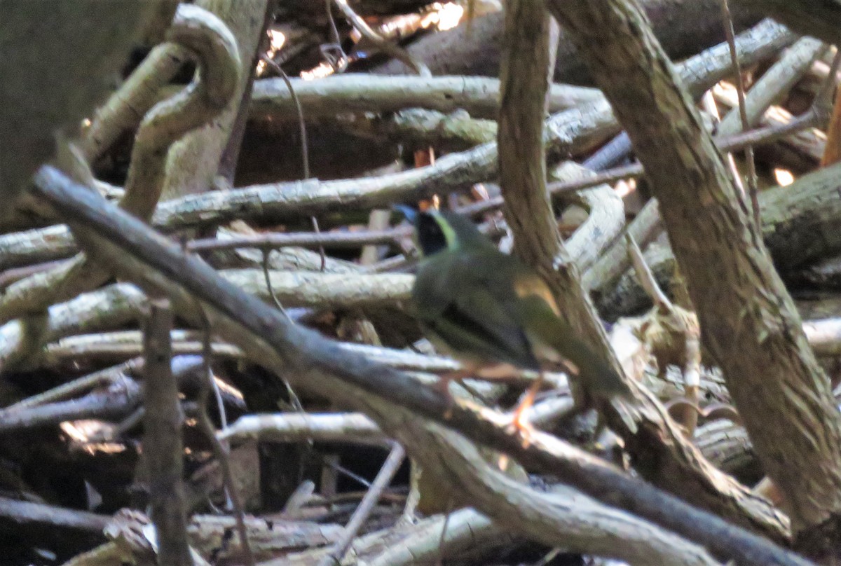 Yellow-throated Scrubwren - ML243860221