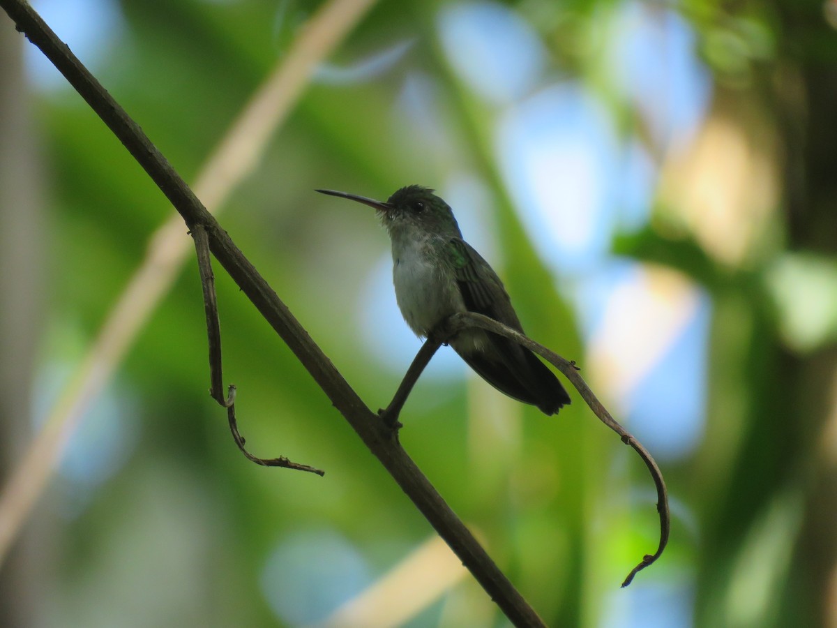 White-chinned Sapphire - ML243860801