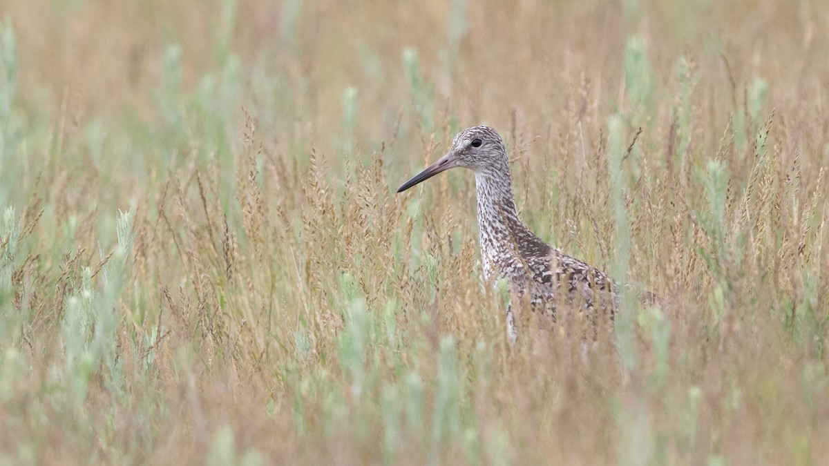 vodouš břehoušovitý (ssp. semipalmata) - ML243860881