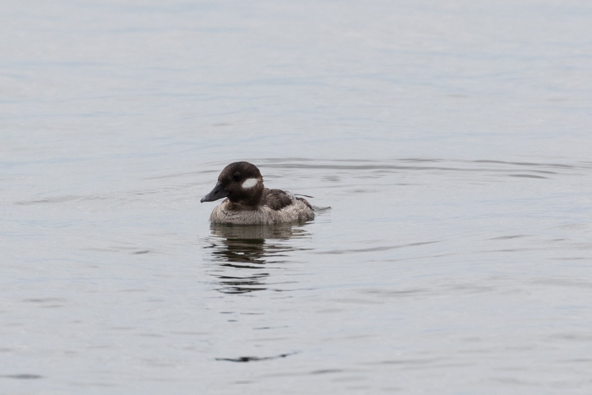 Bufflehead - ML243861891