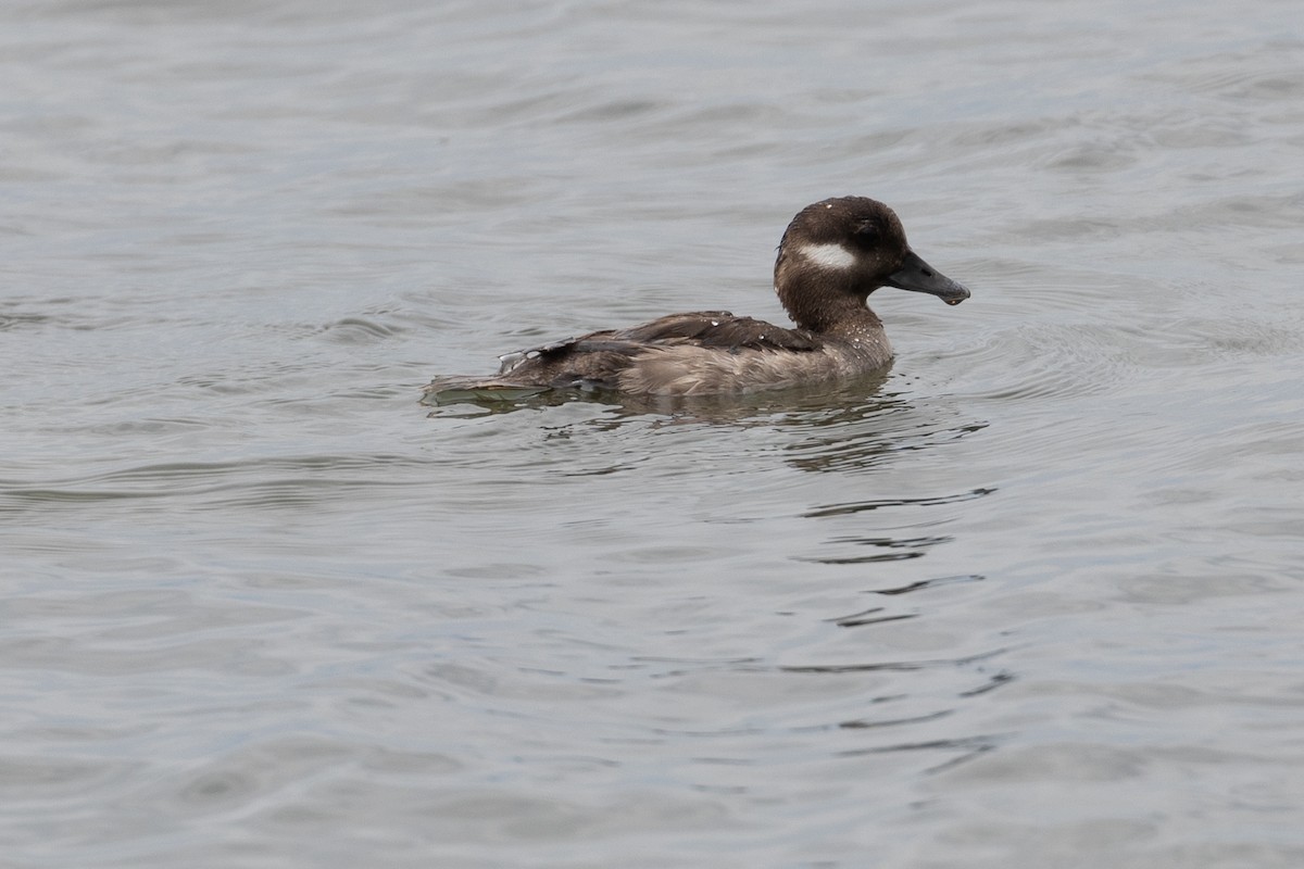 Bufflehead - ML243861911