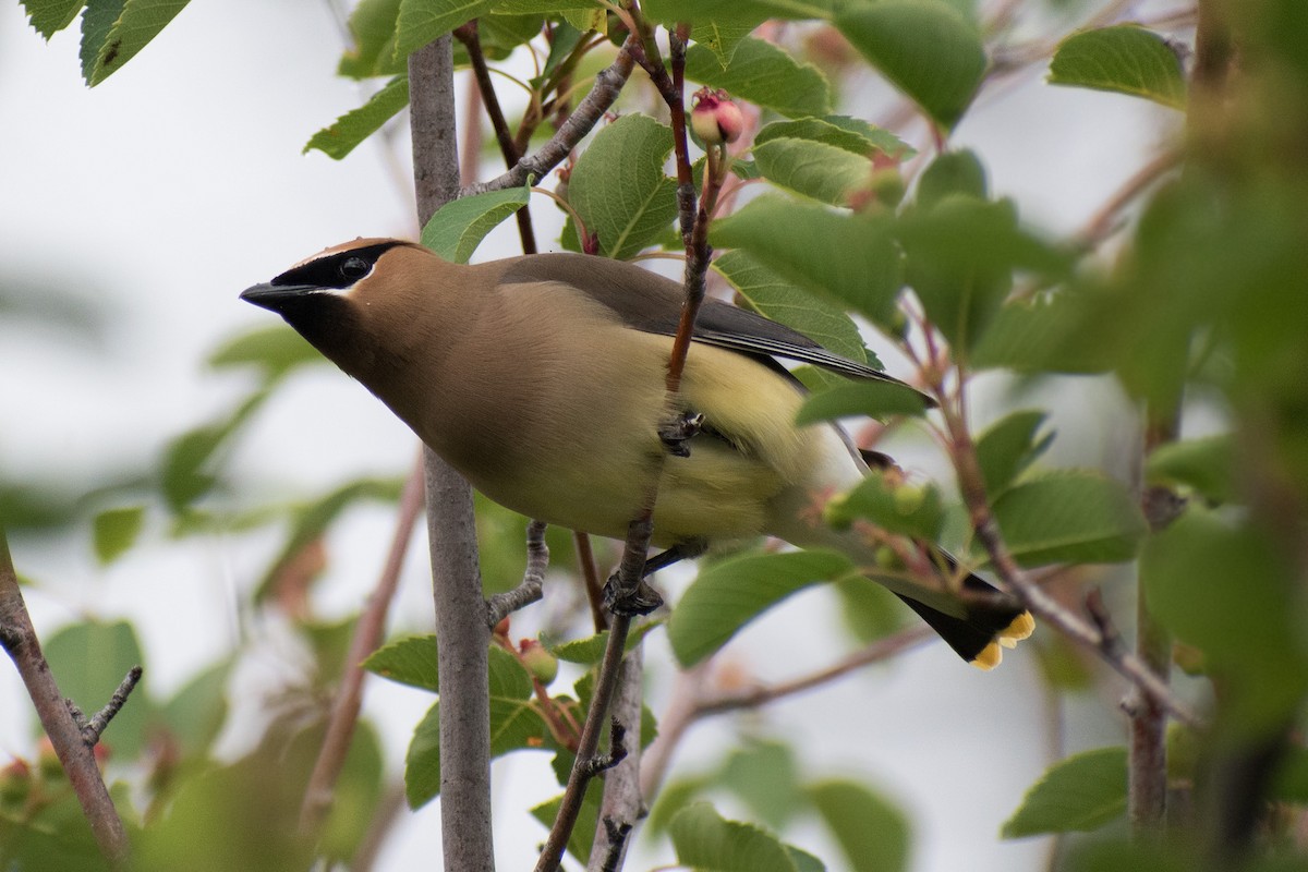 Cedar Waxwing - Paul Prappas