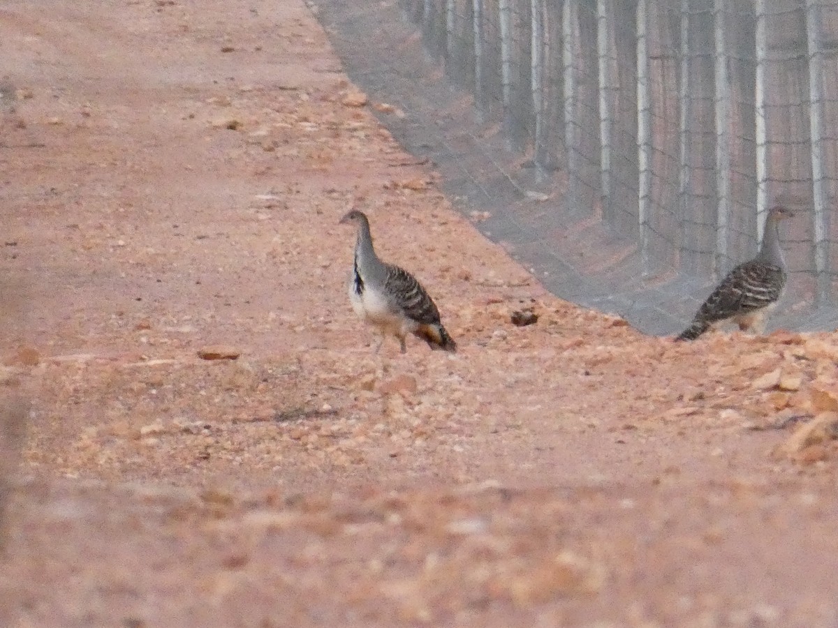 Malleefowl - Rose Ferrell