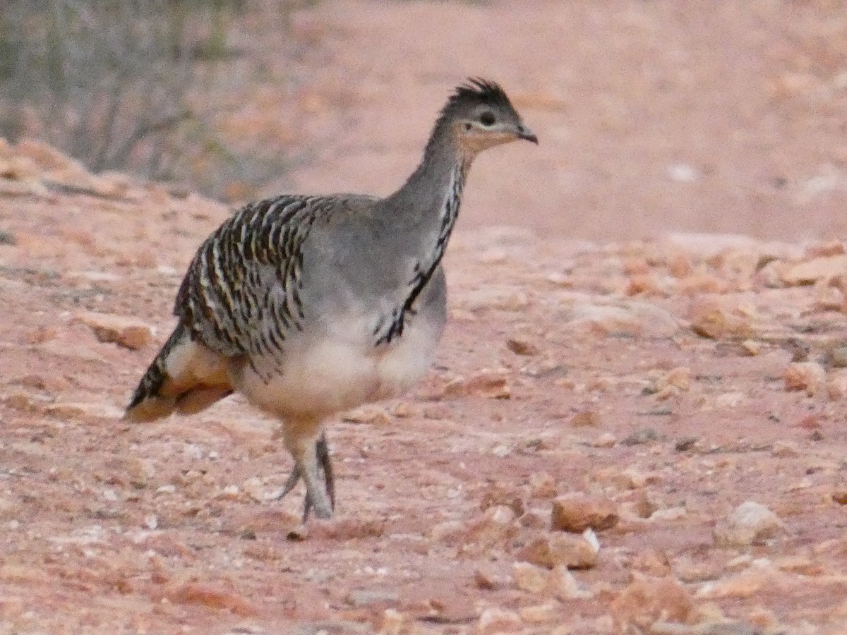 Malleefowl - Rose Ferrell