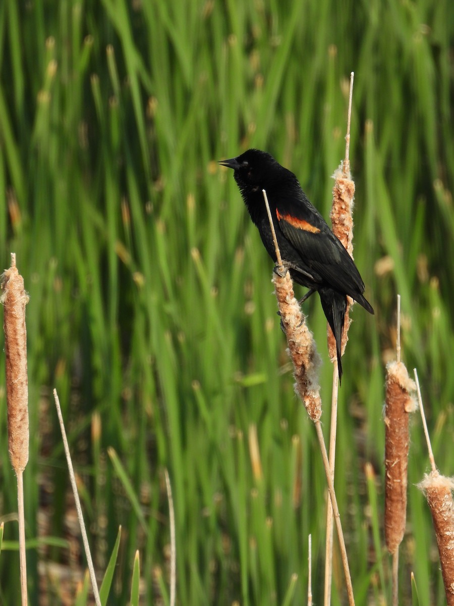 Red-winged Blackbird - Jeff Percell