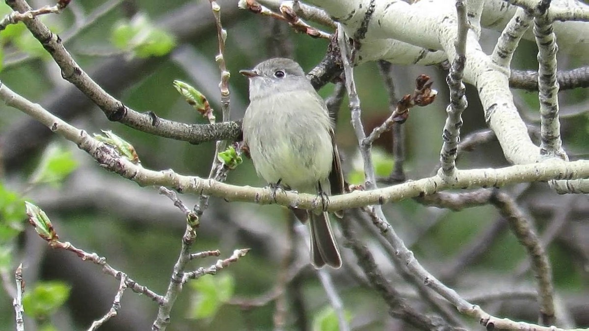 Hammond's Flycatcher - ML243864091