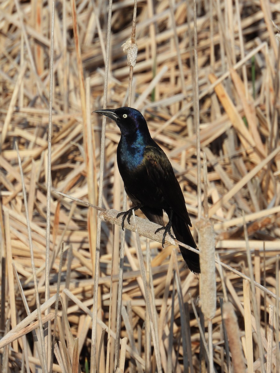 Common Grackle - ML243864121