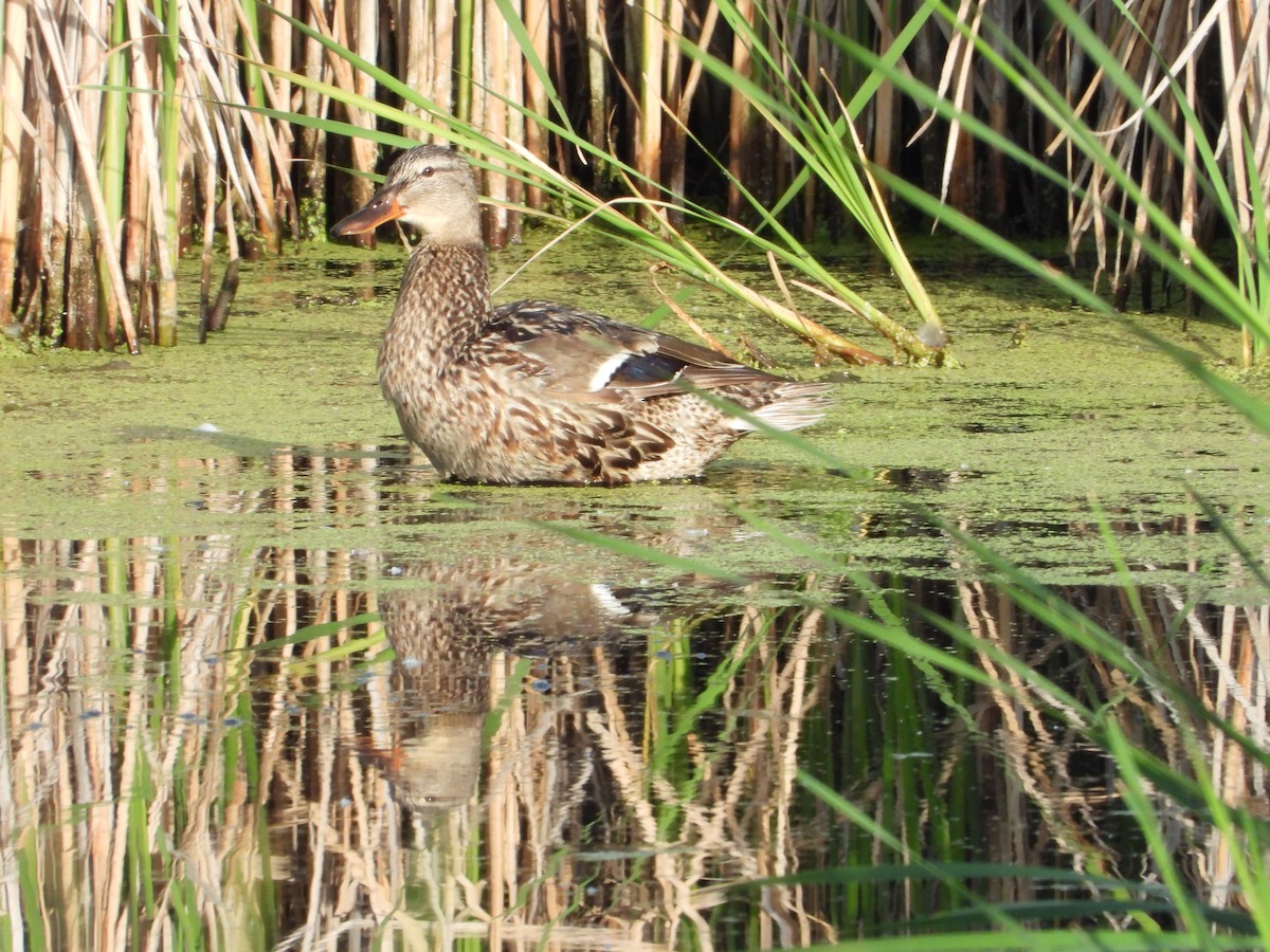 Mallard - Jeff Percell