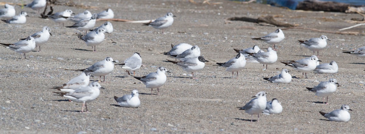 Bonaparte's Gull - J B