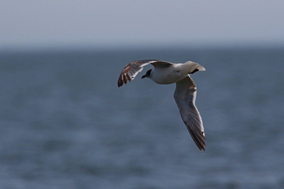 Franklin's Gull - Laval Roy