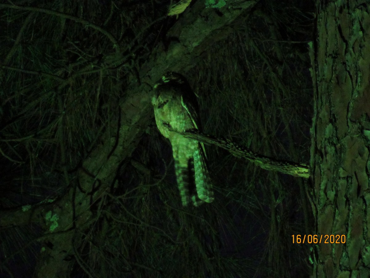 Common Potoo - ML243868731
