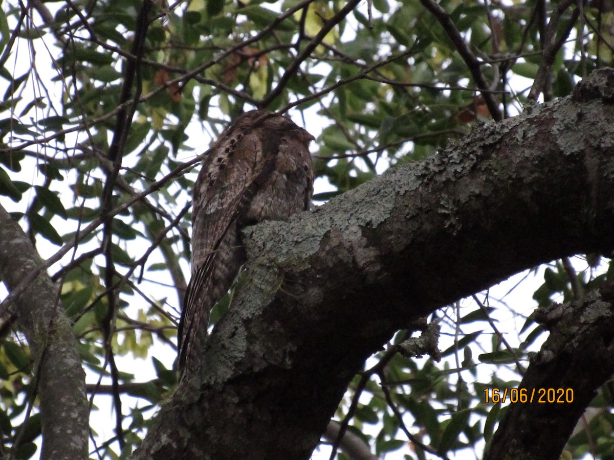 Common Potoo - ML243868751