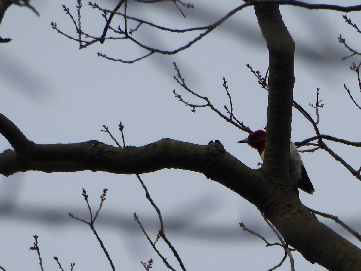 Red-headed Woodpecker - Donna Webster