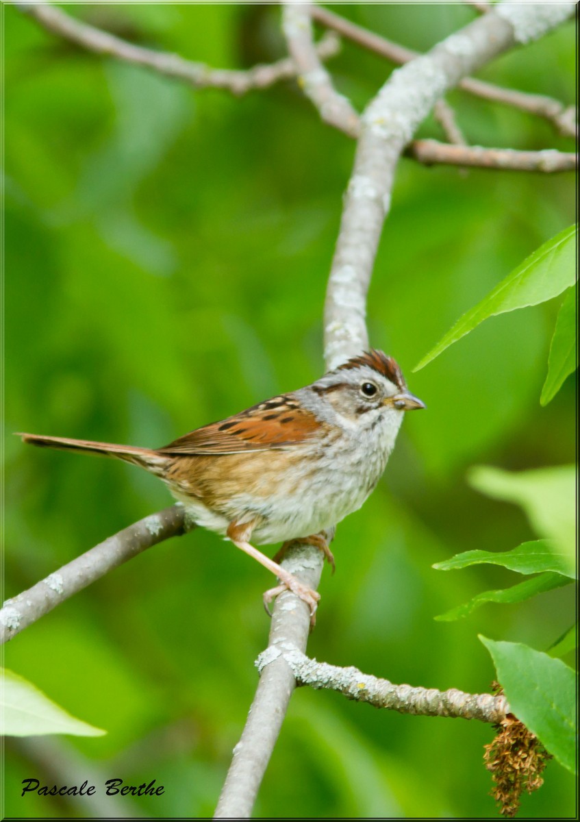 Swamp Sparrow - ML243872181