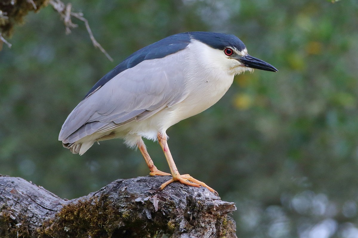 Black-crowned Night Heron - ML243873011