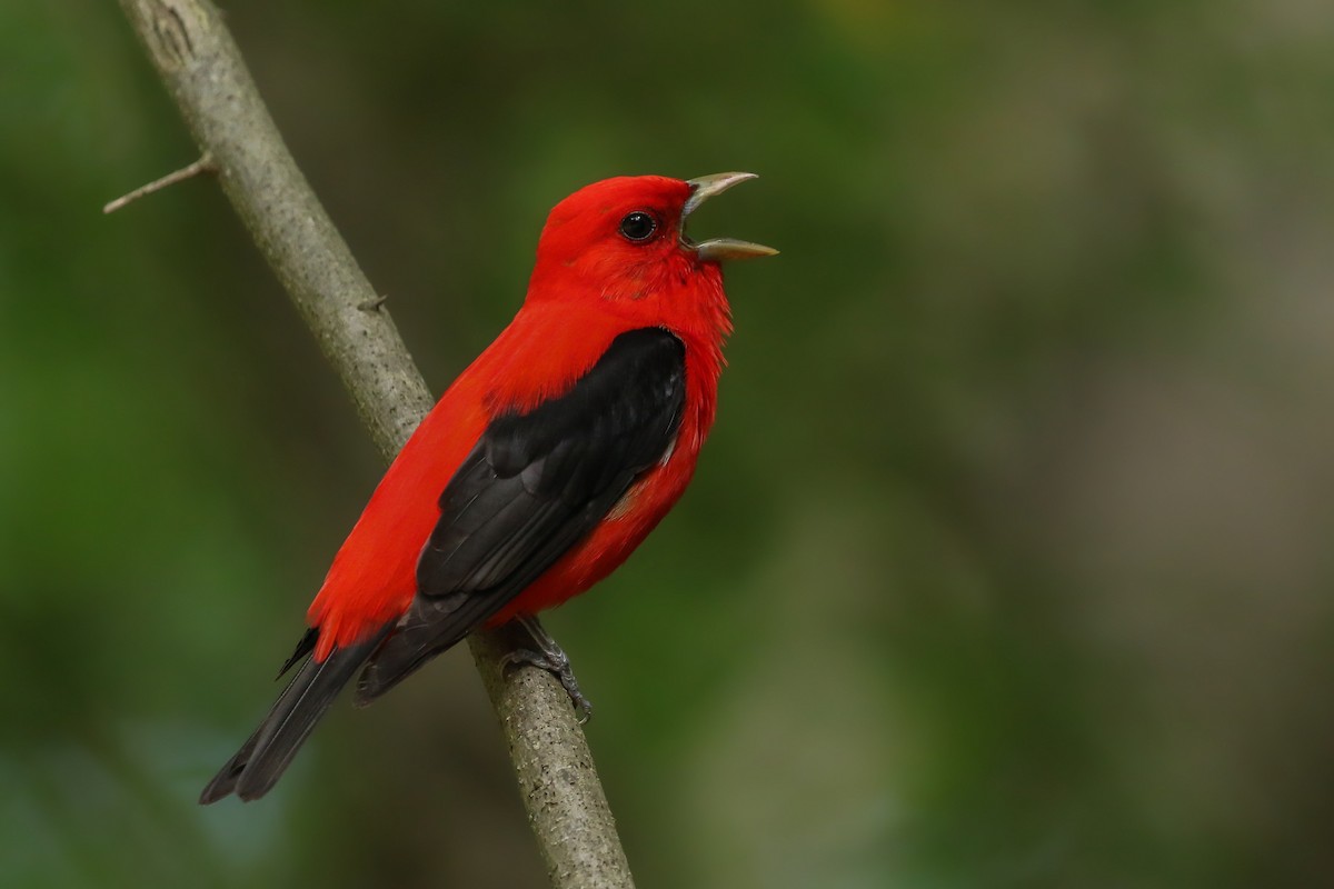 Scarlet Tanager - Kojo Baidoo