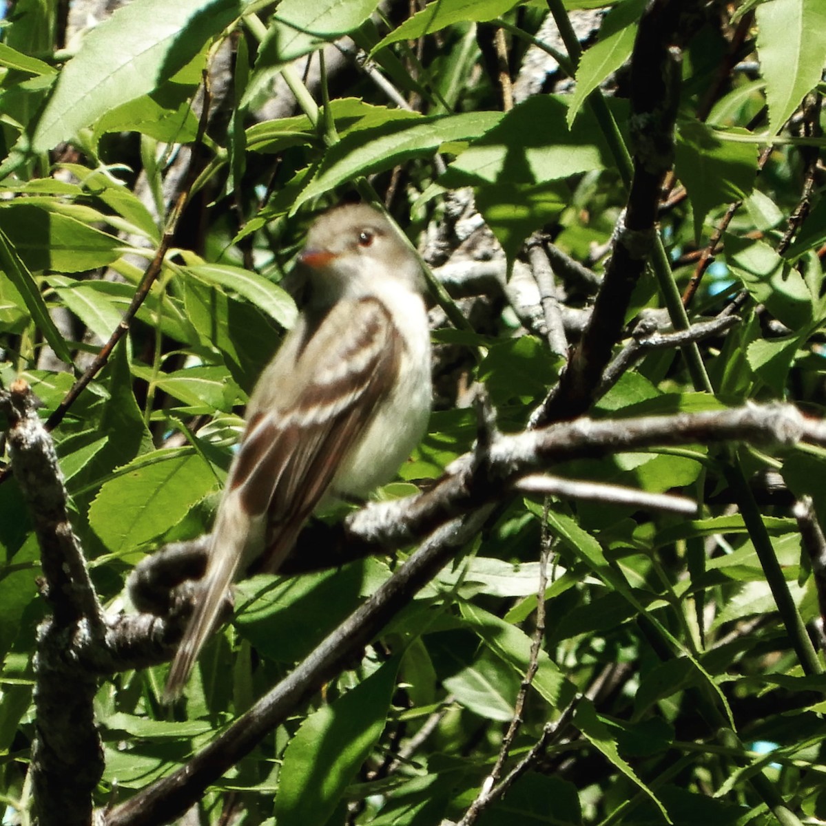 Eastern Wood-Pewee - ML243879331