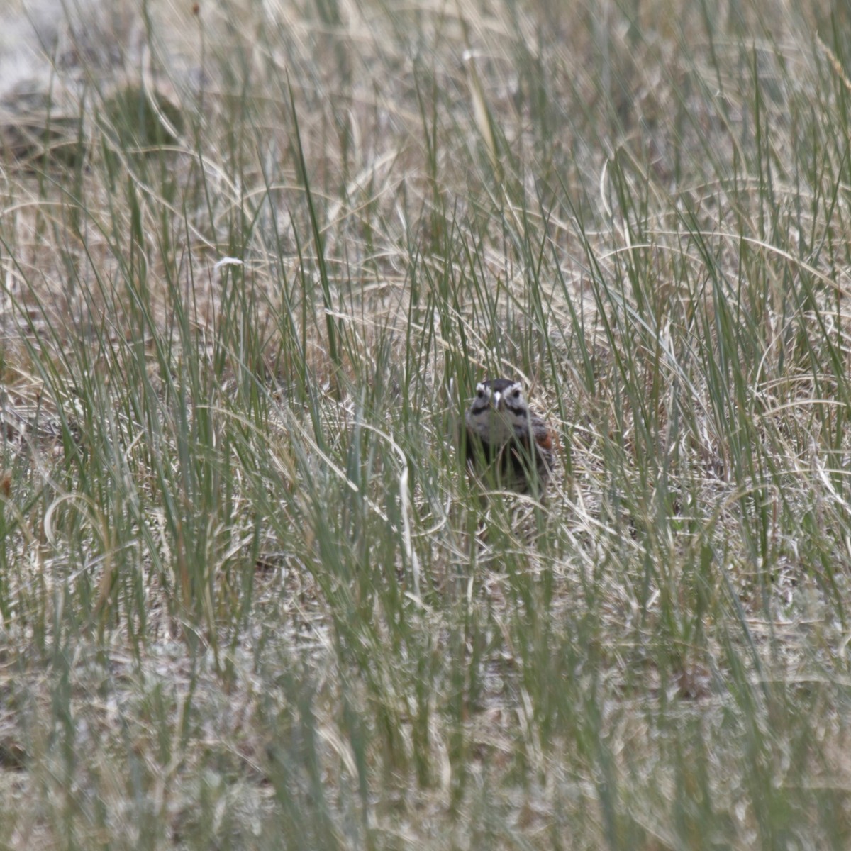 Thick-billed Longspur - ML243879681