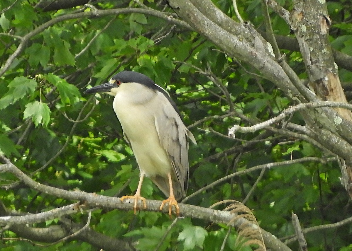 Black-crowned Night Heron - ML243880661