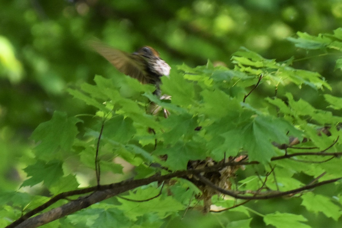 Wood Thrush - ML243881121