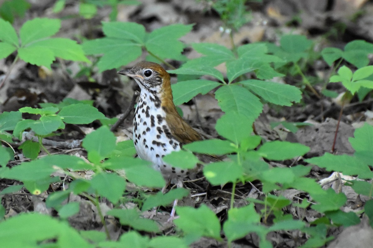 Wood Thrush - ML243881991